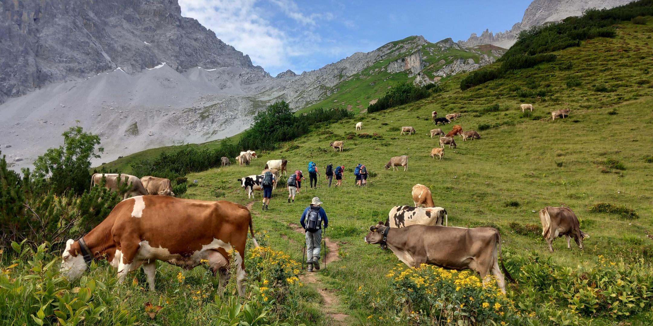 Die Wanderer wandern über eine Kuhweide. Bergpanorama im Hintergrund