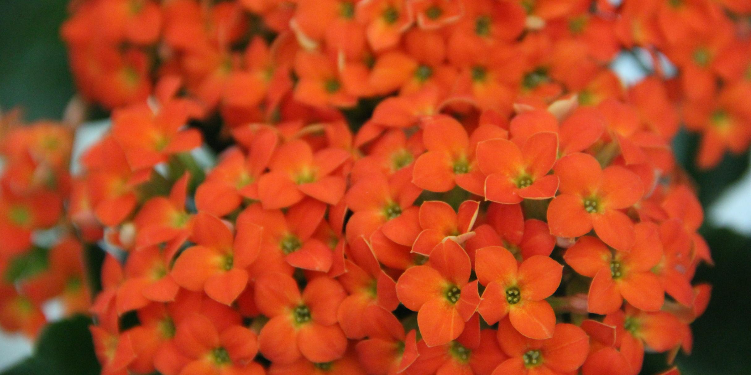 Nicht nur Blumen - sondern auch eine gerechte Rente. Das fordert die Katholische Frauengemeinschaft Deutschlands