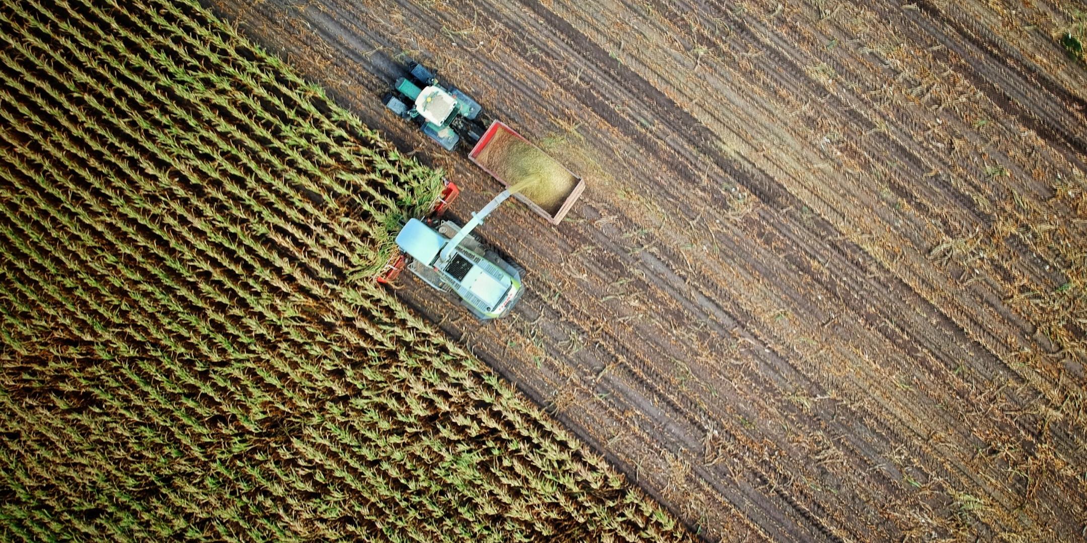 Feld