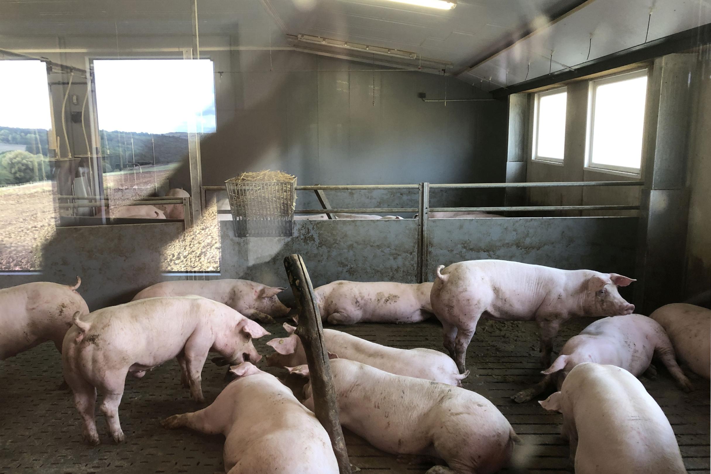 Ein Blick auf die Schweine durch die Glasscheibe im offenen Besucherraum. (Foto: Inge Hülpes / Bistum Trier)