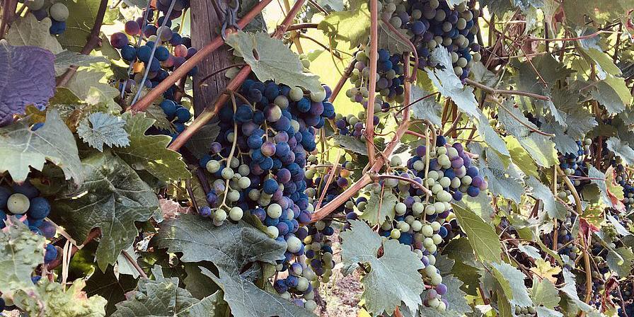 Auch die Bedeutung von Reben und Weinstock aus biblischer Sicht soll im Gottesdienst aufgegriffen werden.