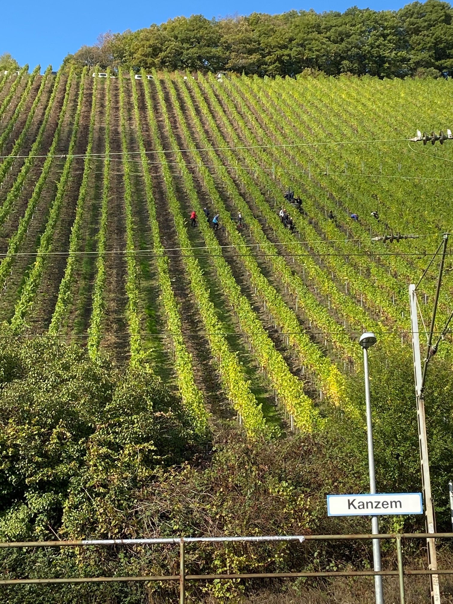 Die diesjährige Weinlese (Foto: Bischöfliche Weingüter)