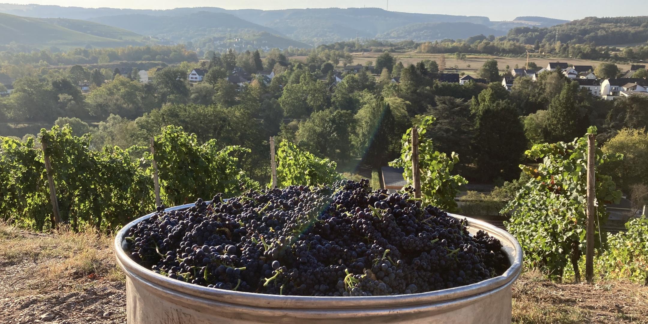 Weinlese 2020 (Foto: Bischöfliche Weingüter)
