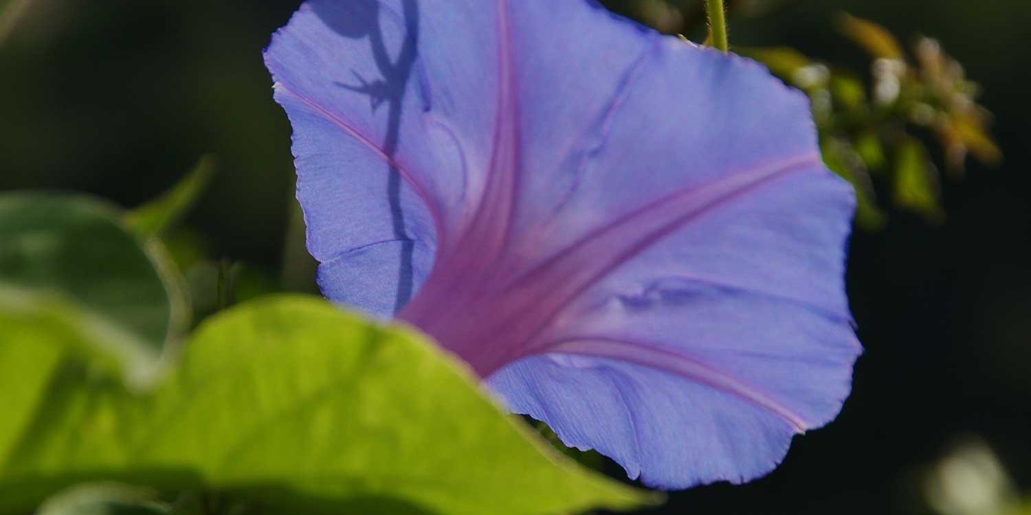 Lila Blüte in der Sonne