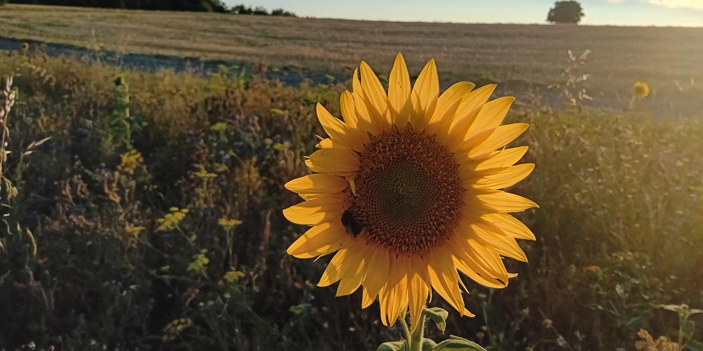 Sonnenblume