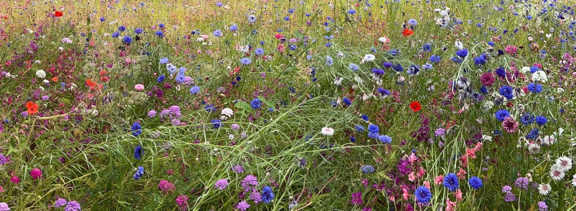 Wiese mit Wildblumen