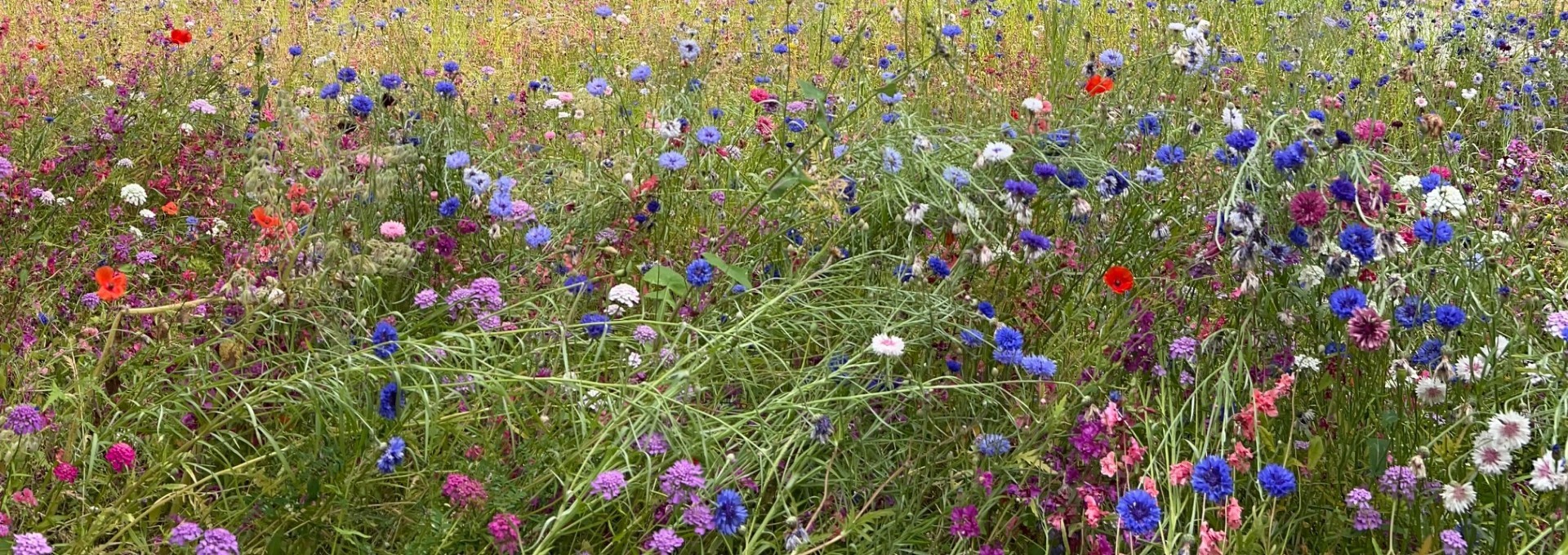 Wiese mit Wildblumen