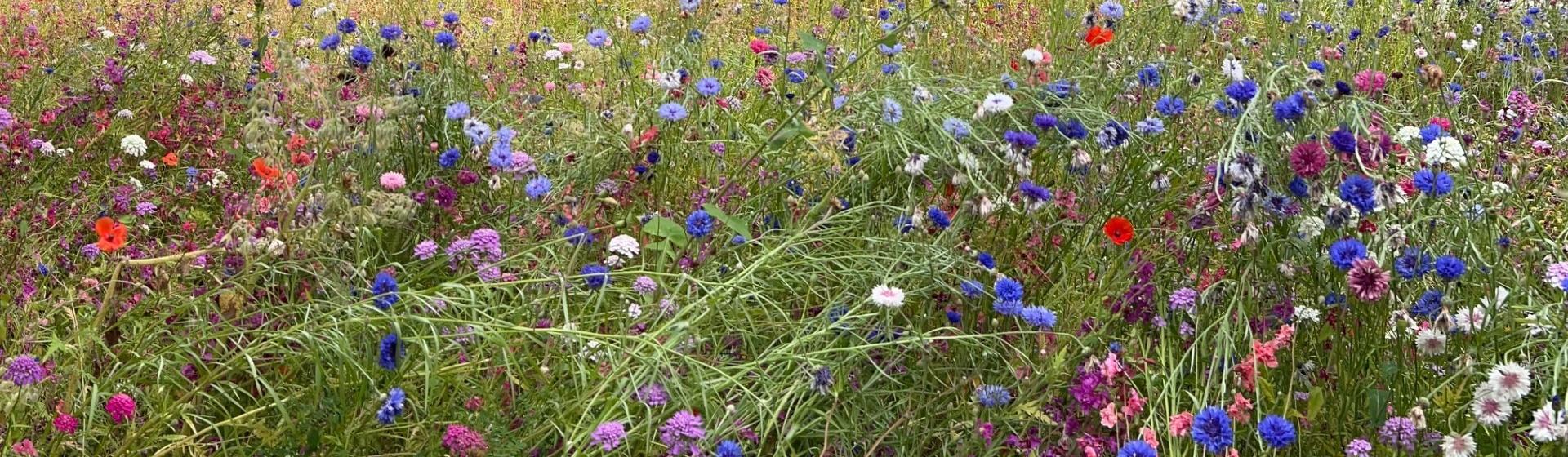 Wiese mit Wildblumen