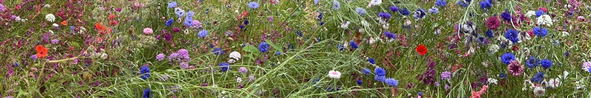 Wiese mit Wildblumen