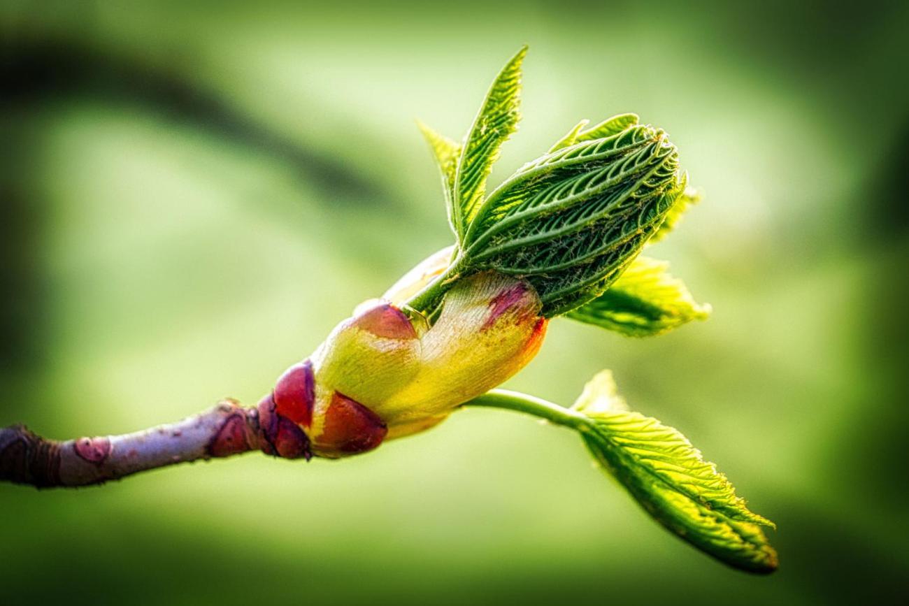 Aufbruch Fühling