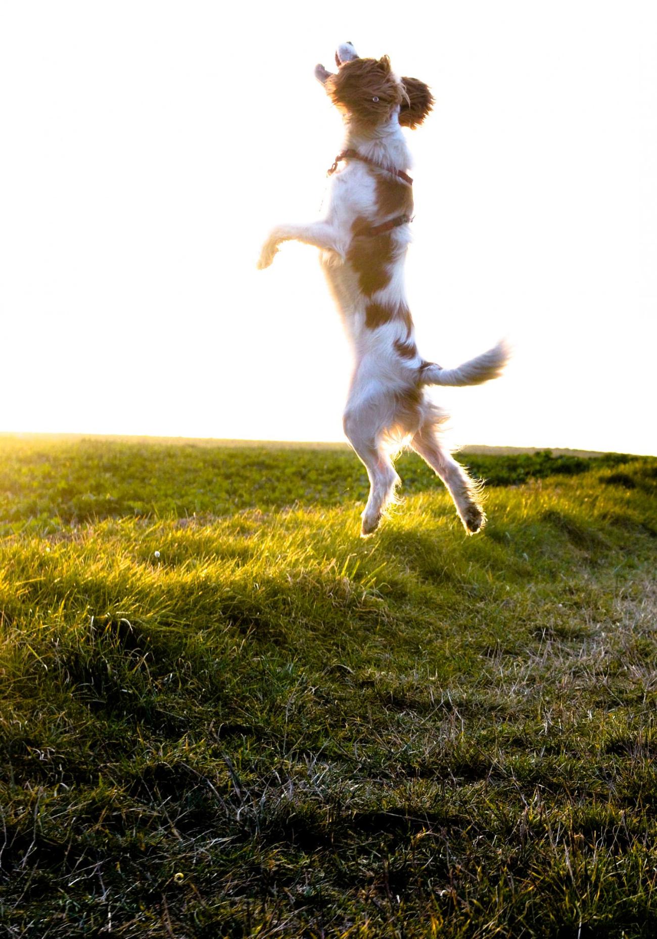 Ein Hund springt in die Luft