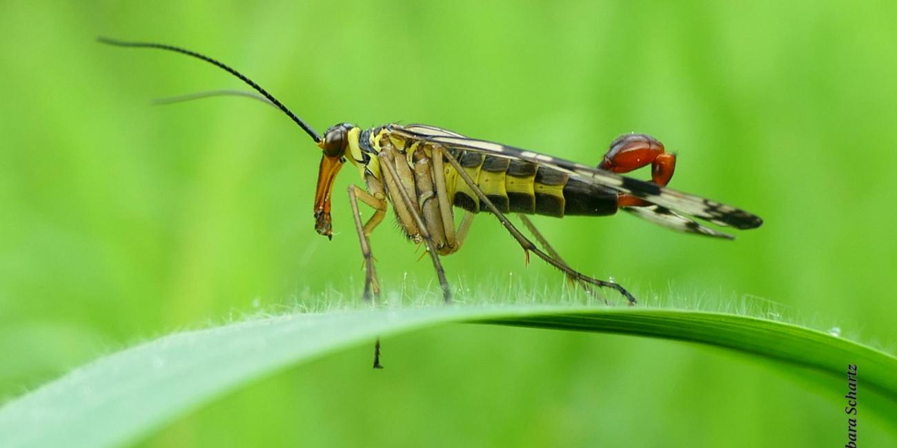 Skorpionsfliege