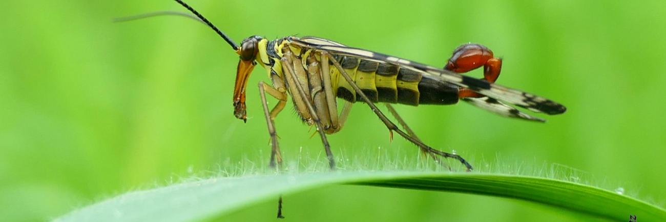 Skorpionsfliege
