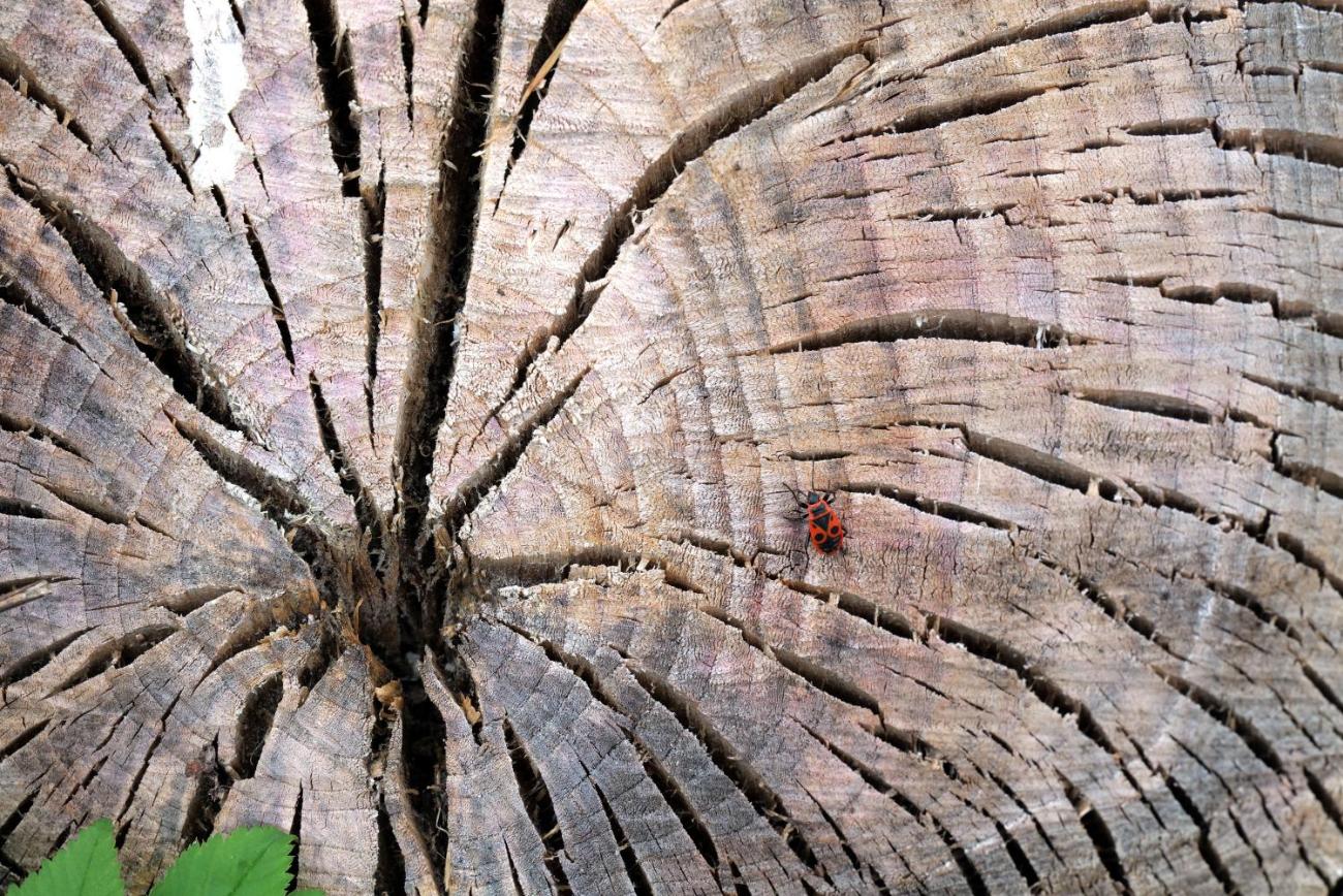 Ein aufgeschnittener Baumstumpf mit einer Wanze.