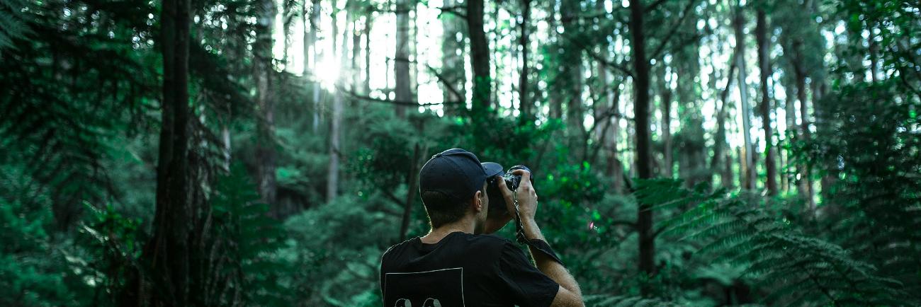 Ein Mann mit einer Kamera fotografiert Bäume in einem Wald
