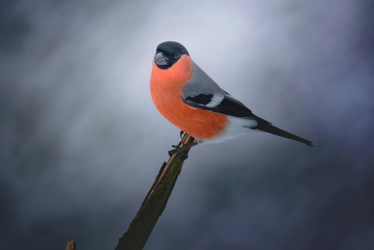 Ein Gimpel sitzt auf einem Ast