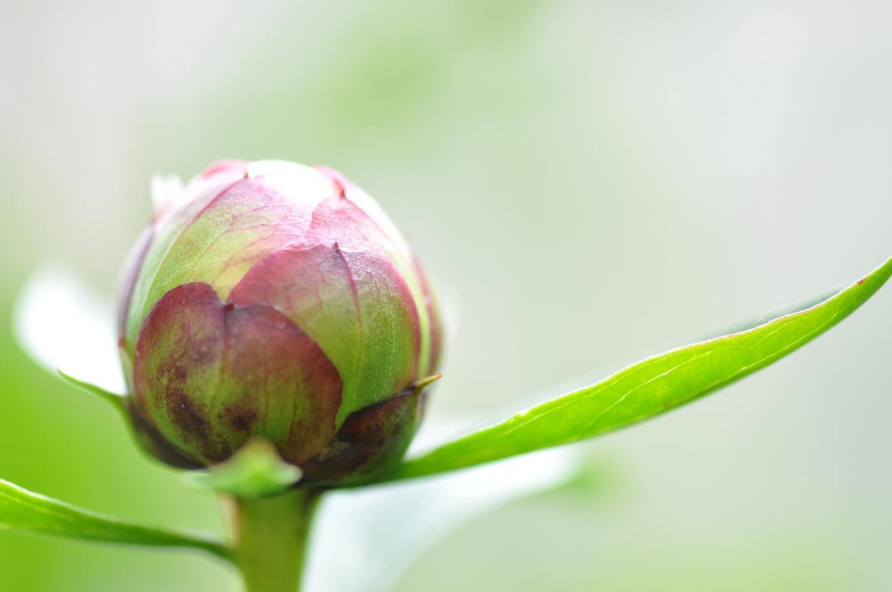 Geschlossene Pfingstrosenknospe mit grünem Blatt vor unscharfem Hintergrund.