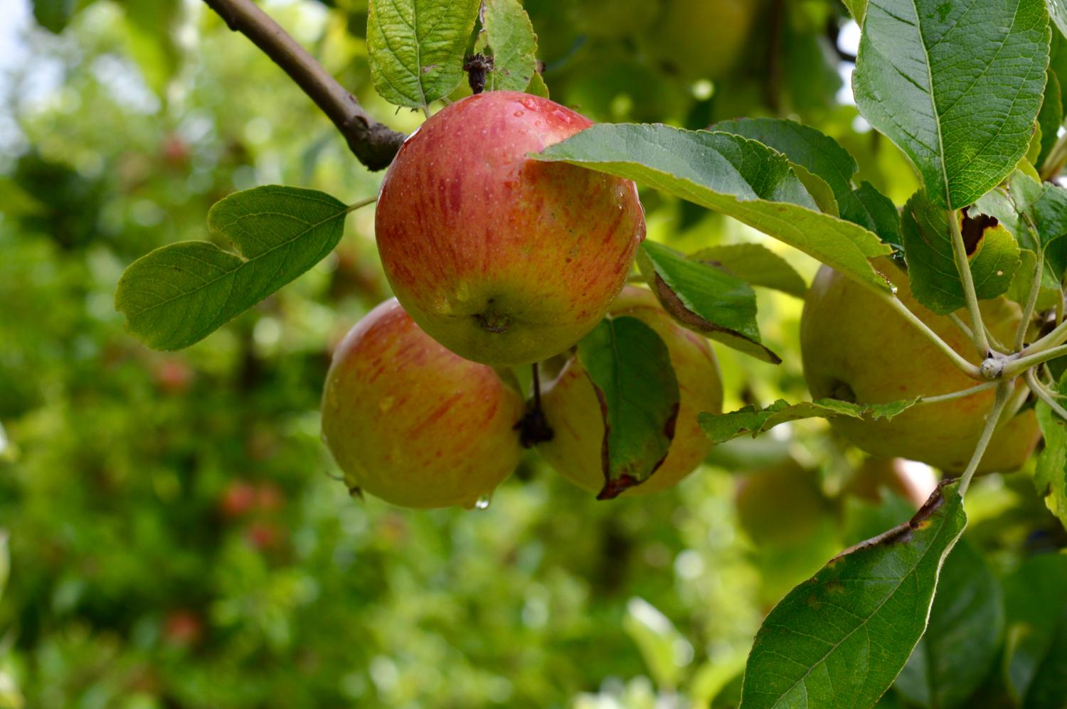 Reife Äpfel hängen an einem grünen Baum im Sonnenschein.