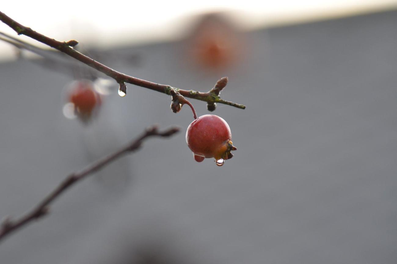Rote Hagebutte mit Regentropfen an einem Ast vor unscharfem Hintergrund