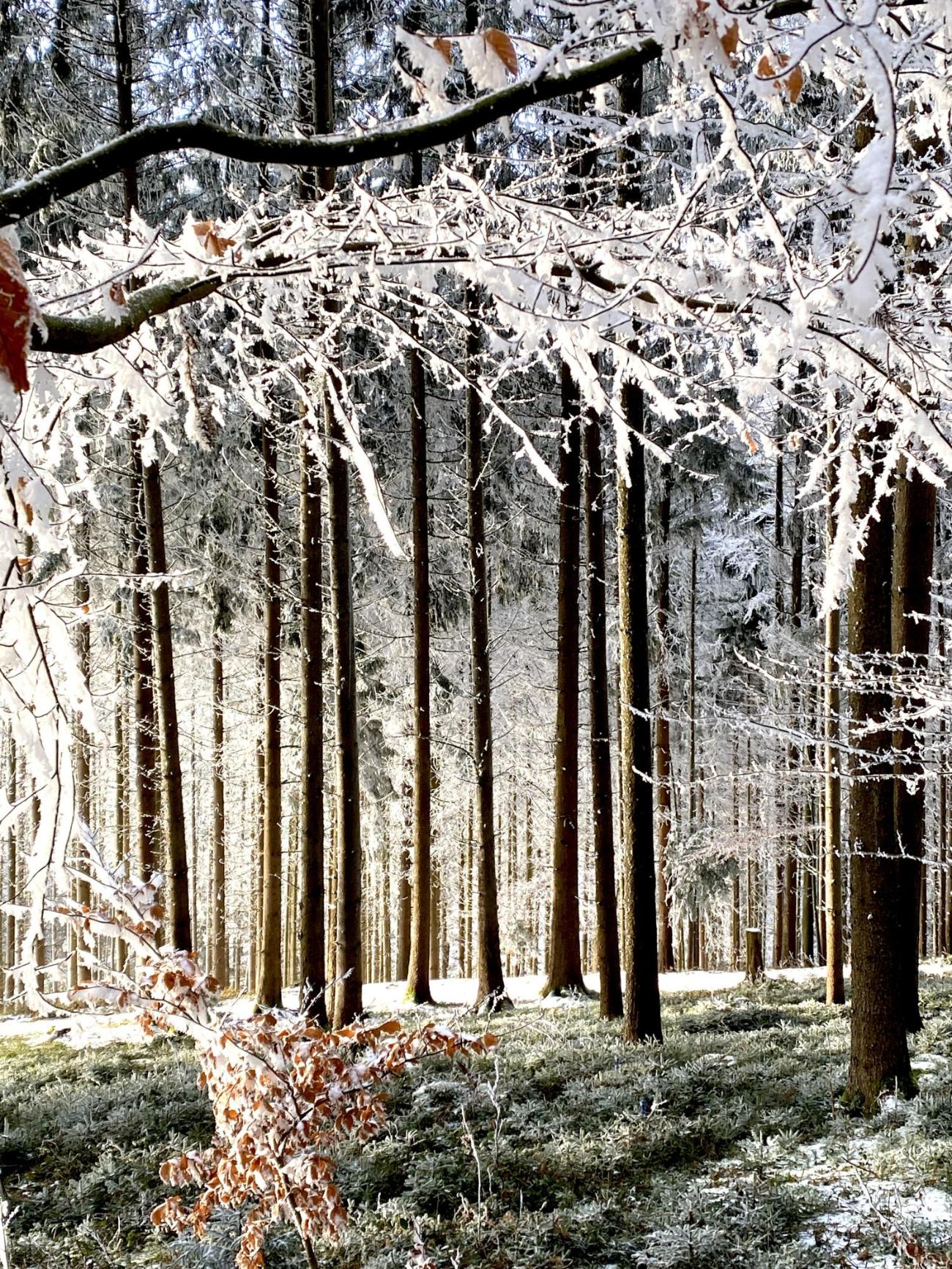 Schneite Bäume im Winter