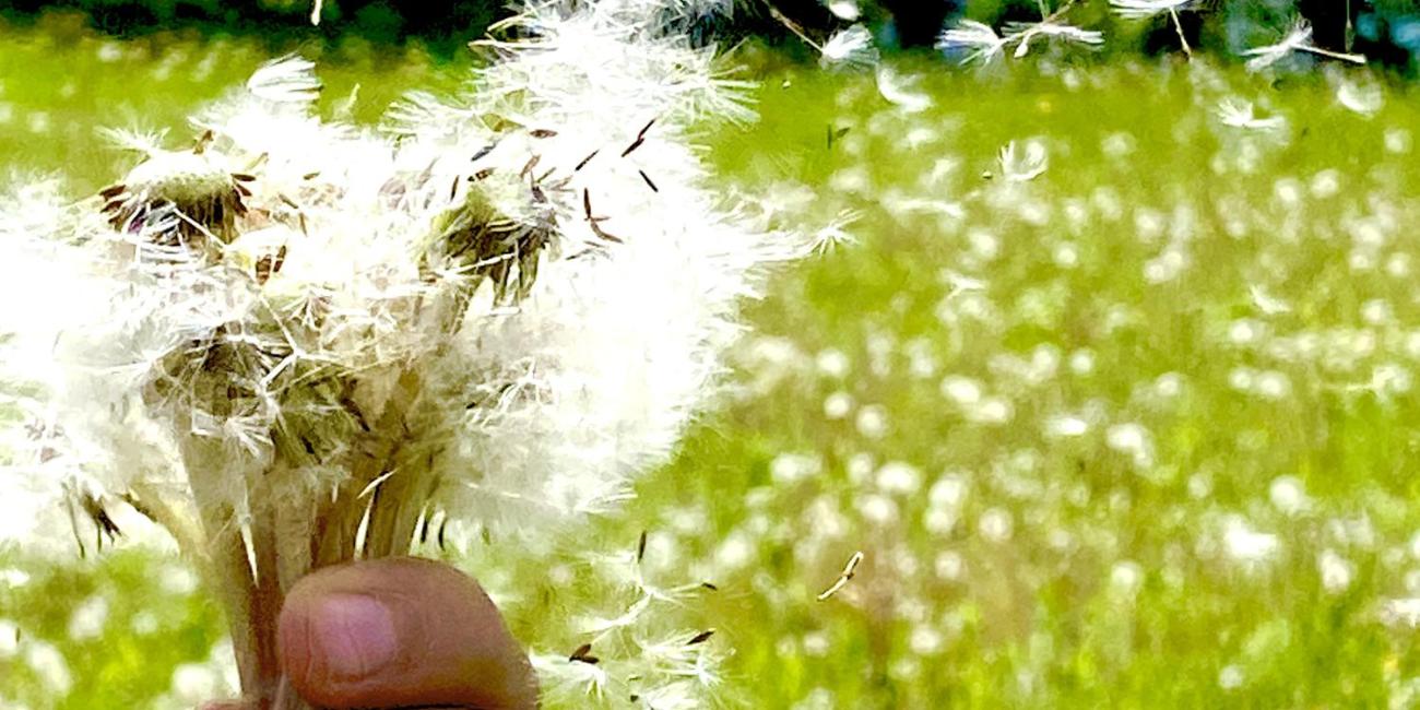 Hand hält Pusteblumen, Samen fliegen über eine sonnige Wiese.