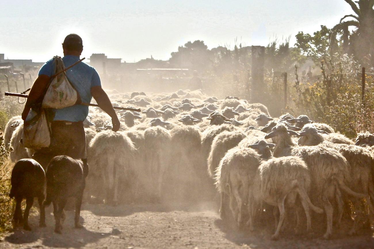 joe-pregadio-dZ32Pdsjz60-unsplash (c) Foto von Joe Pregadio auf Unsplash Ein Schafherde, die einem Hirten folgt