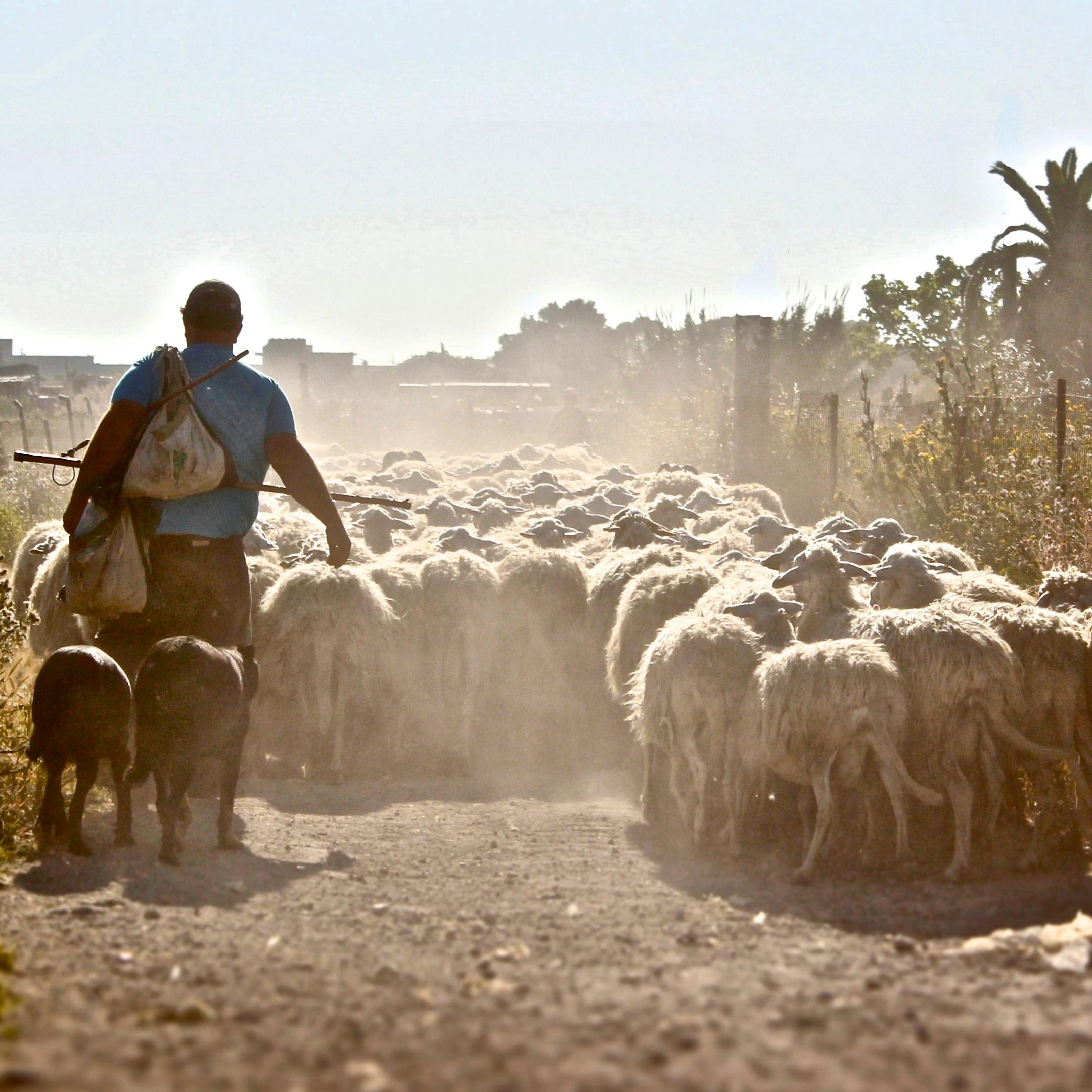 Ein Schafherde, die einem Hirten folgt