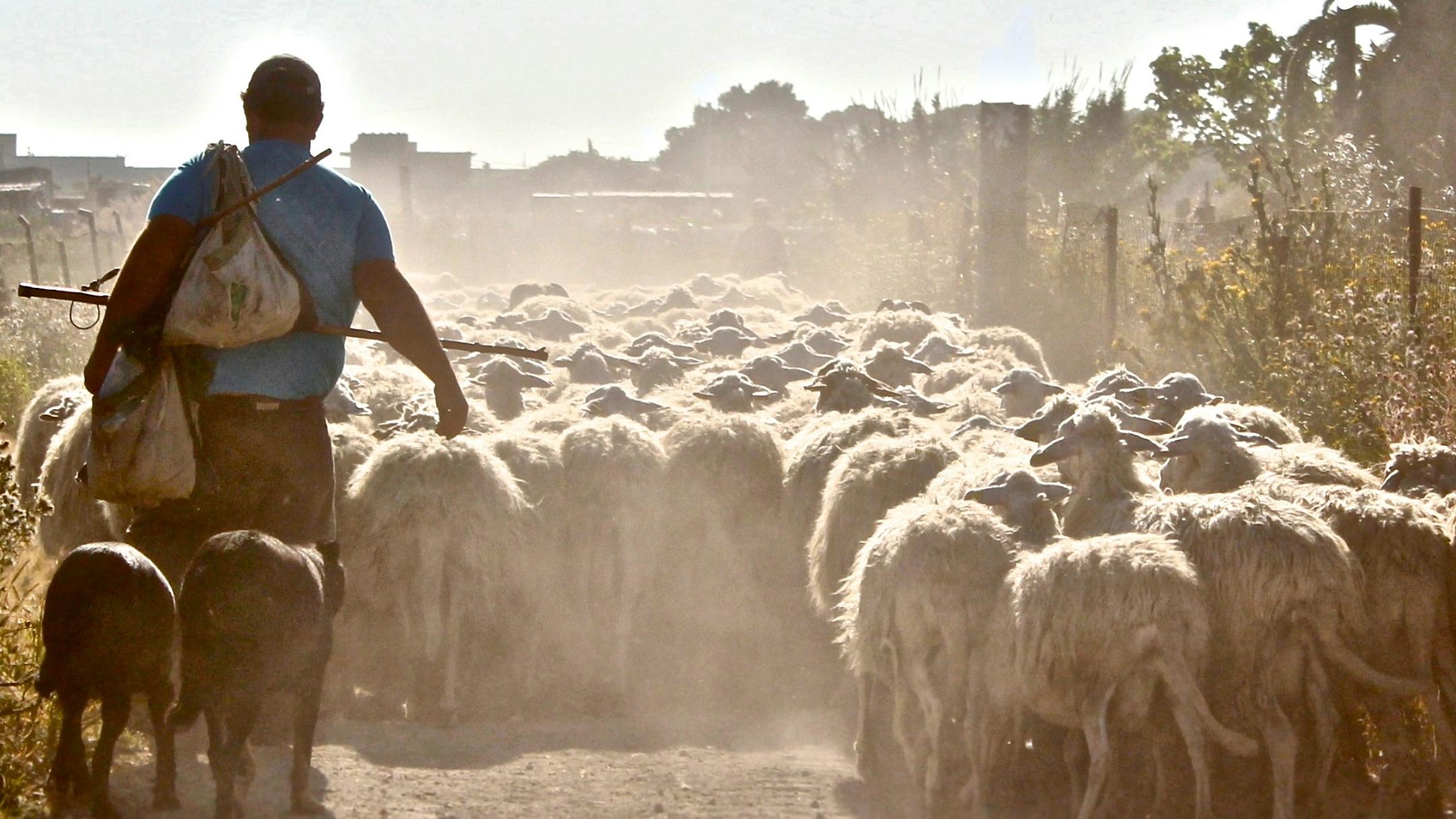 Ein Schafherde, die einem Hirten folgt