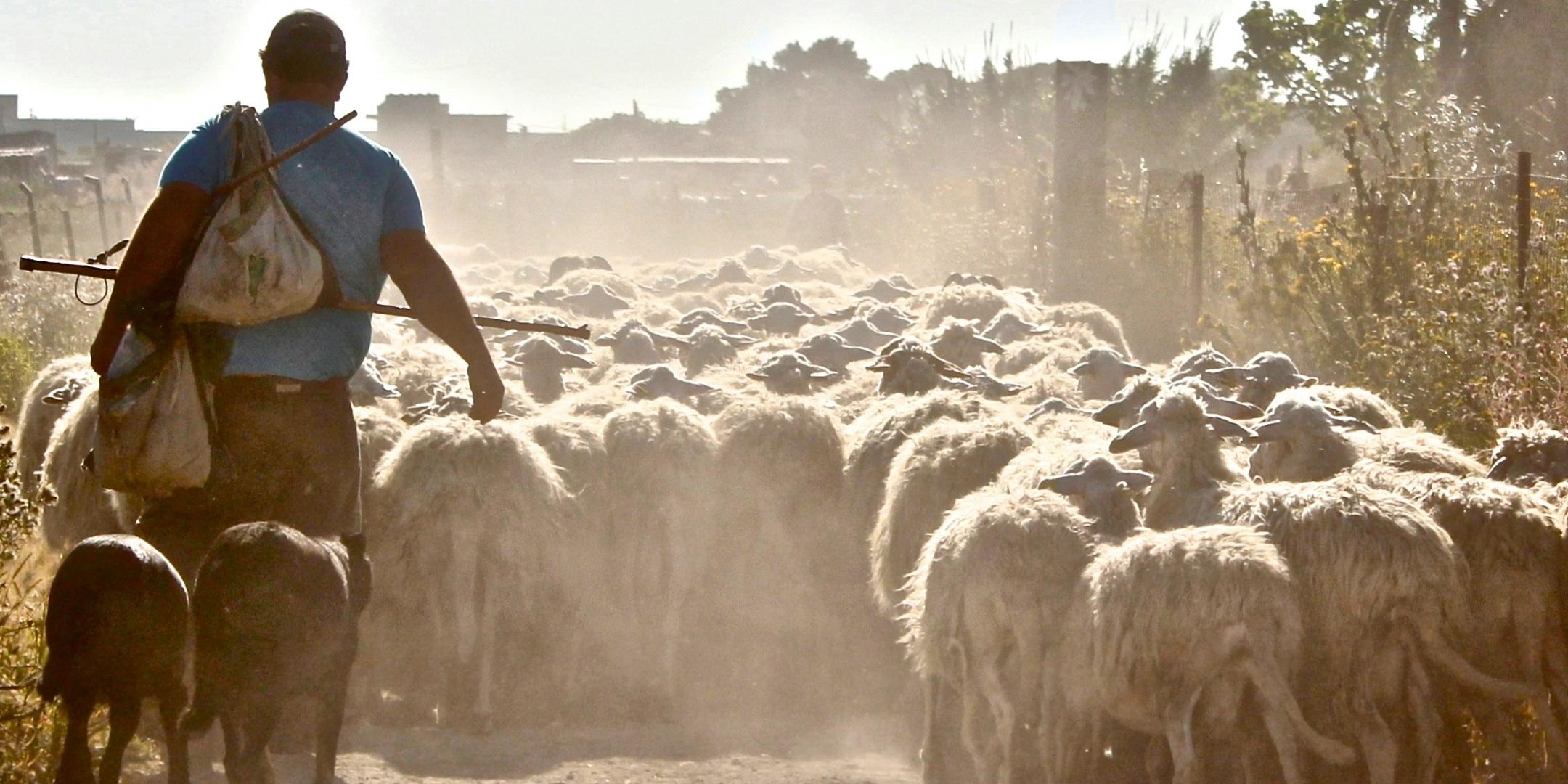Ein Schafherde, die einem Hirten folgt (c) Foto von Joe Pregadio auf Unsplash Ein Schafherde, die einem Hirten folgt