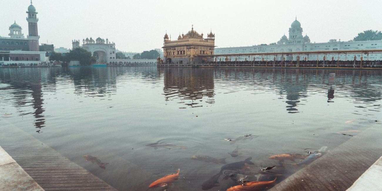 Fische in einem Teich vor dem Golden Tempel in Amritsar