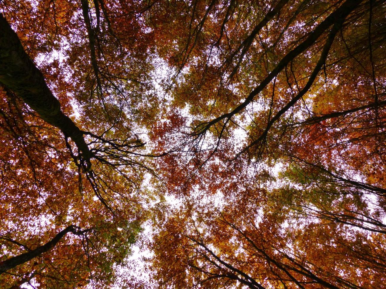 Ein Blick auf einen herbstlichen Wald