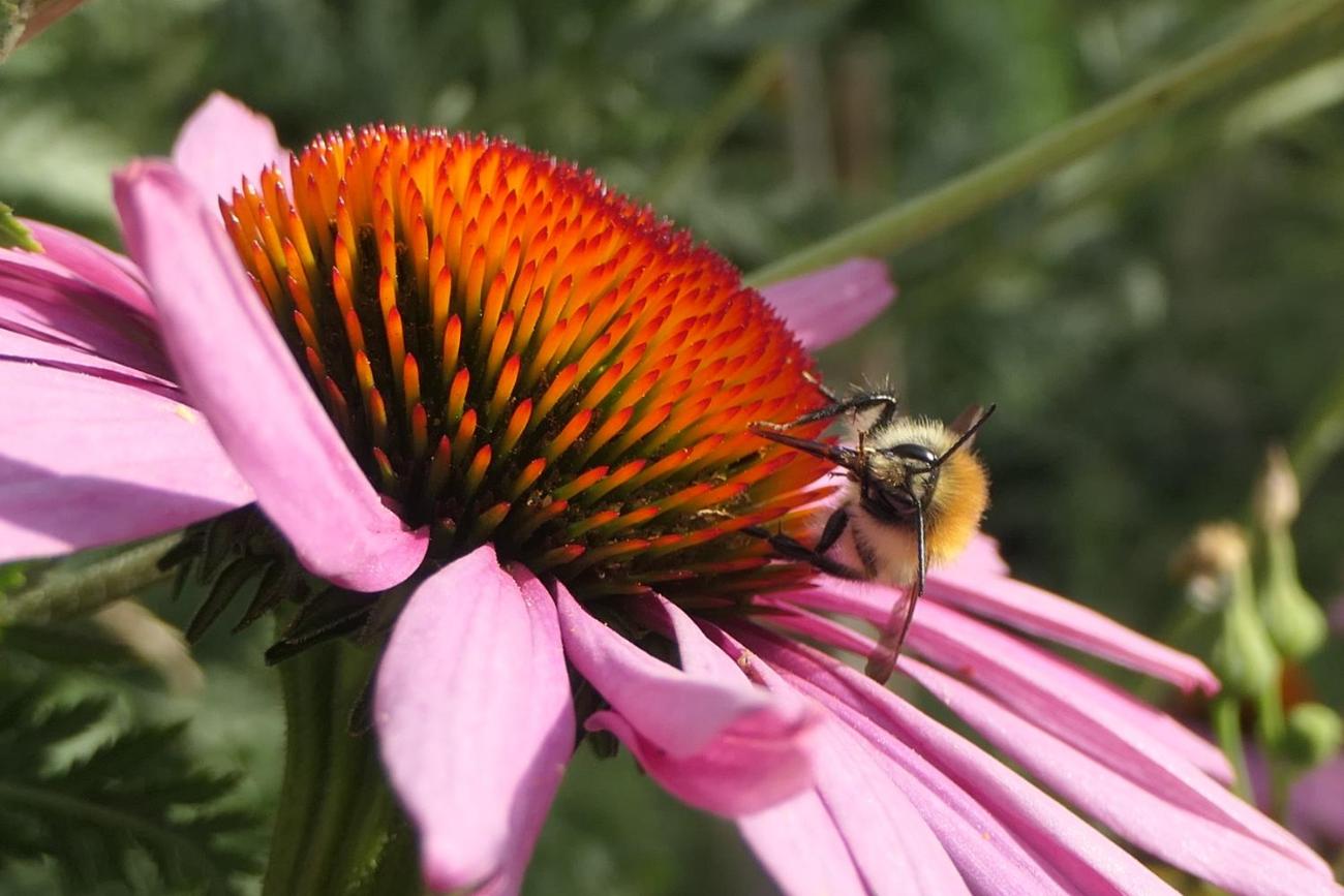 Hummel sitzt auf einer rosa Sonnenhutblüte bei Sonnenschein.