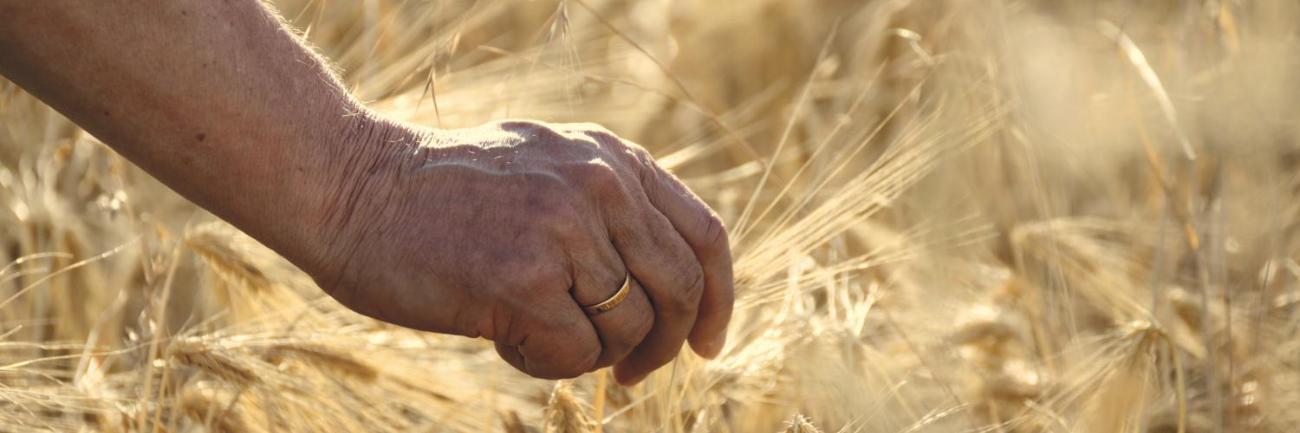 Die Hand eines älteren Menschen pflückt eine Ähre aus einem Feld