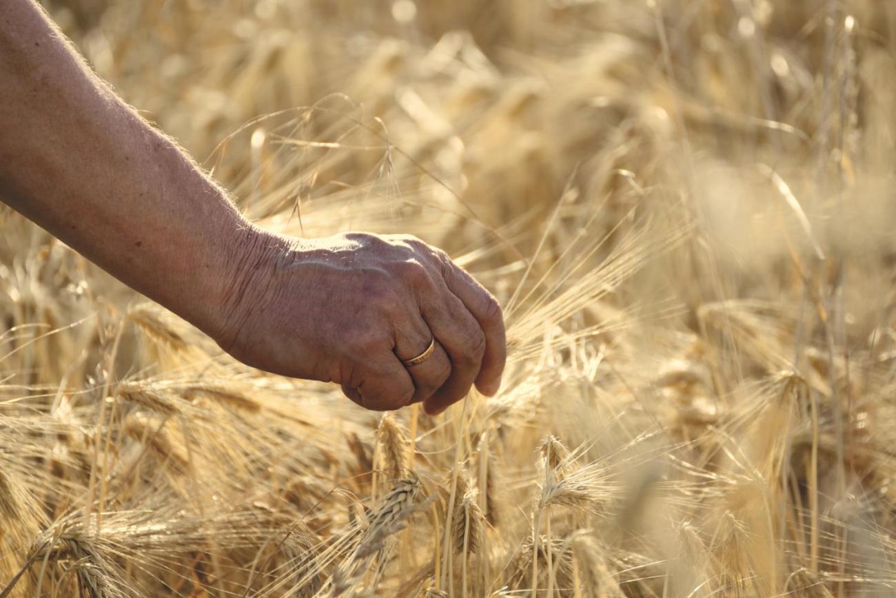 Die Hand eines älteren Menschen pflückt eine Ähre aus einem Feld
