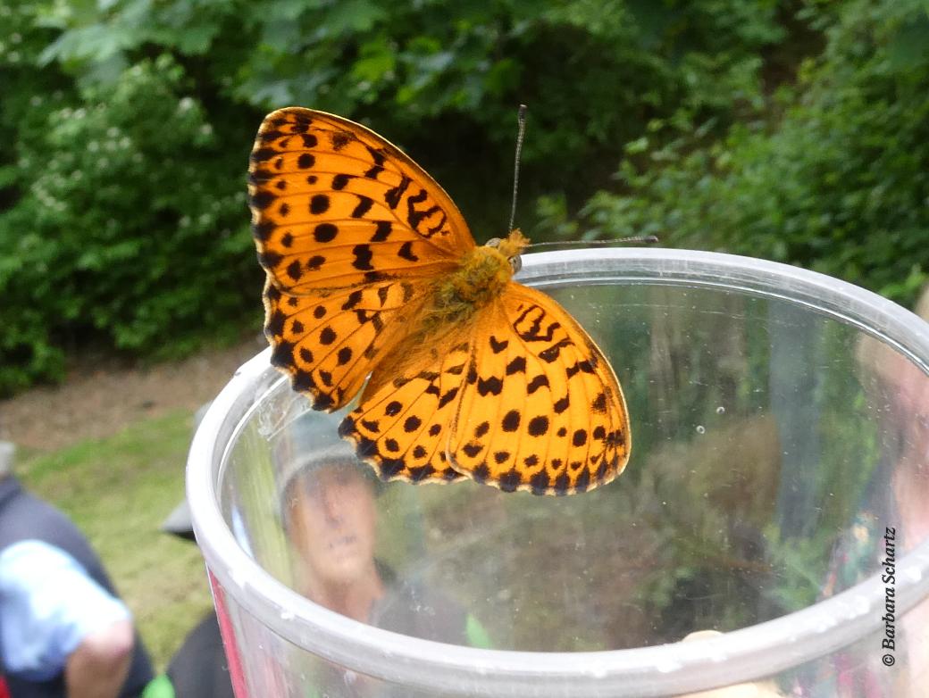 Ein Schmetterling sitzt auf dem Rand eines Lupenbecherglases