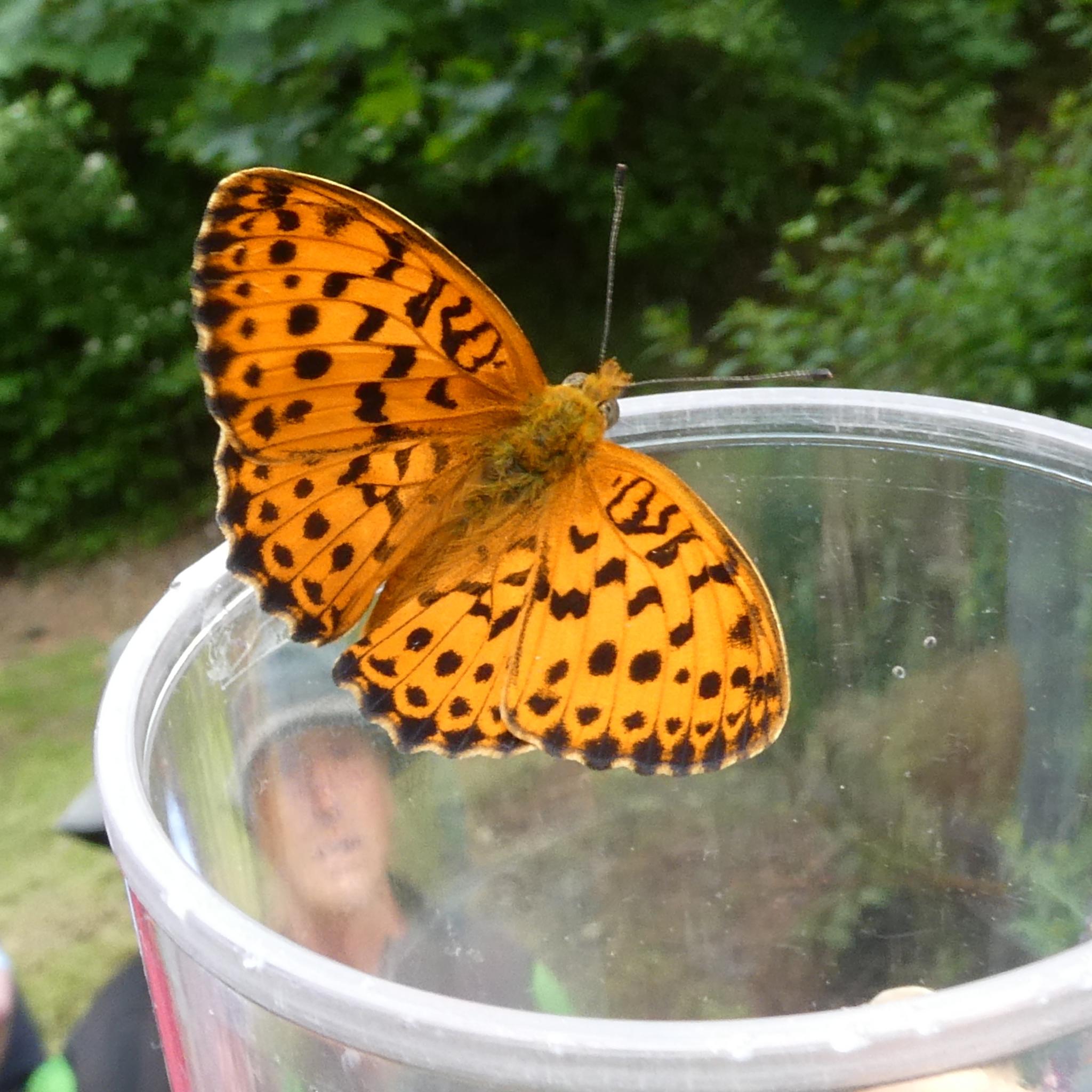 Ein Schmetterling sitzt auf dem Rand eines Lupenbecherglases
