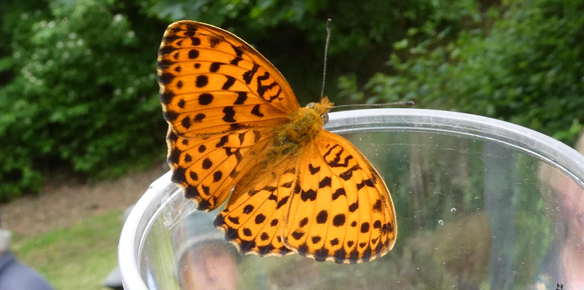 Ein Schmetterling sitzt auf dem Rand eines Lupenbecherglases