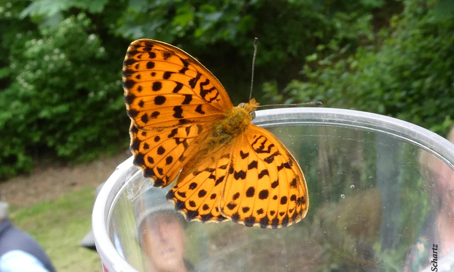 Ein Schmetterling sitzt auf dem Rand eines Lupenbecherglases