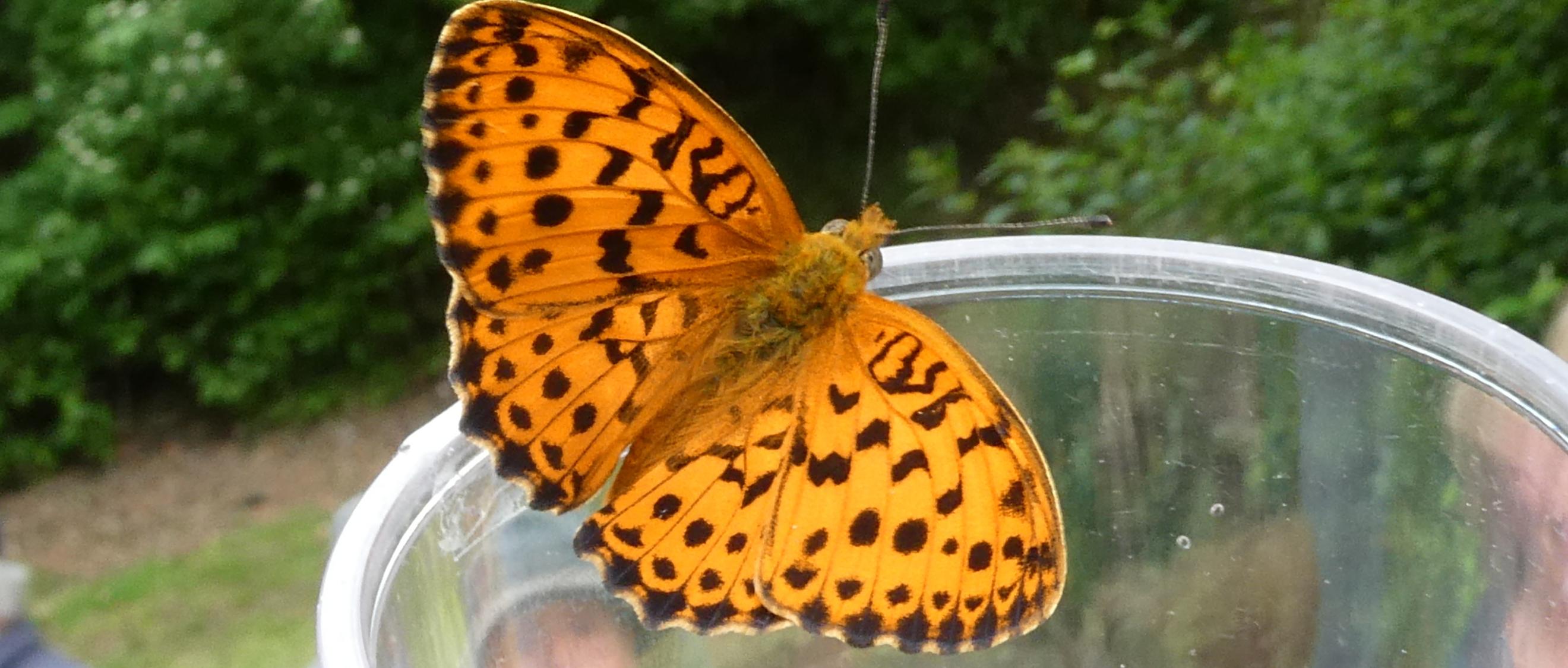 Ein Schmetterling sitzt auf dem Rand eines Lupenbecherglases