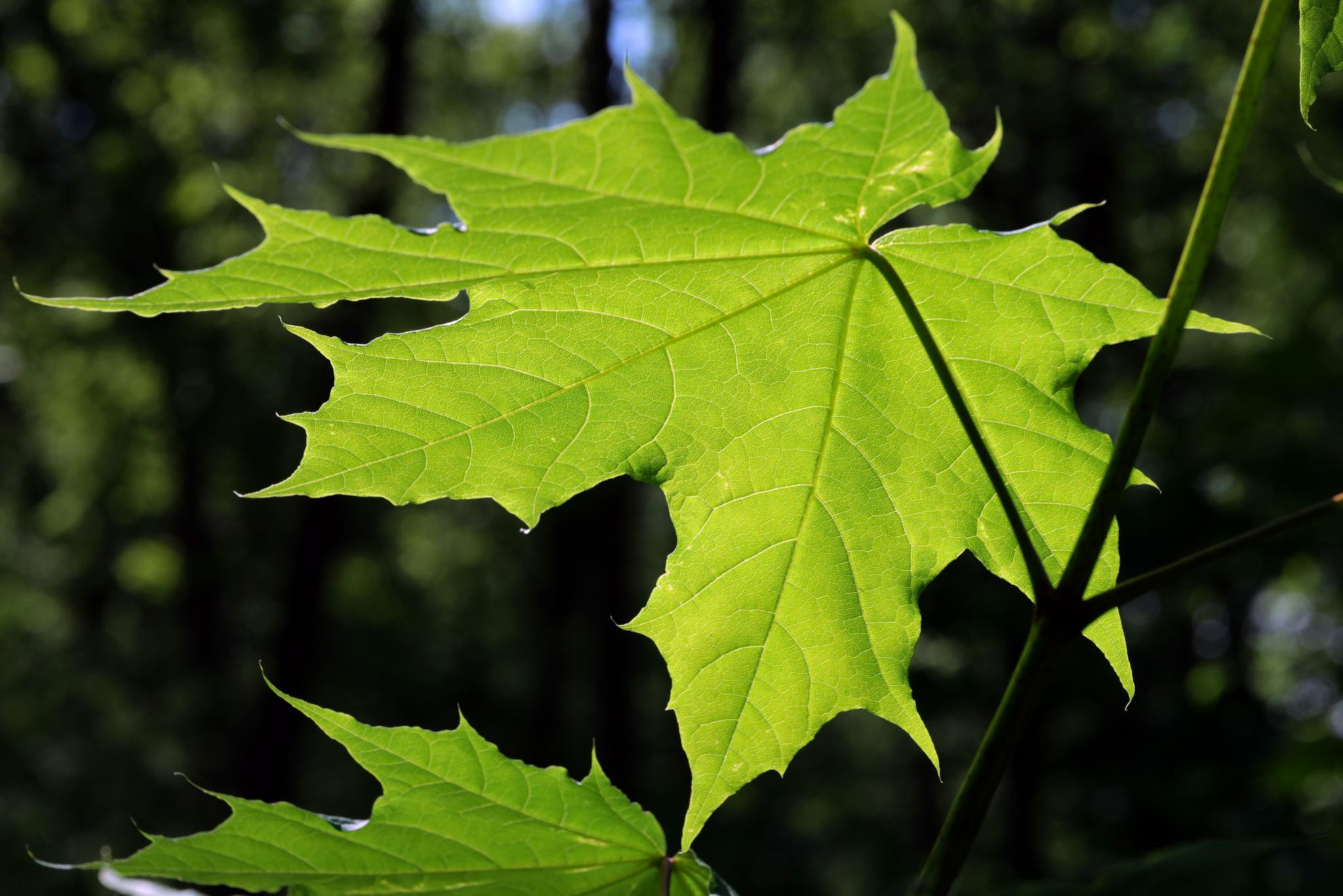 Grünes Blatt