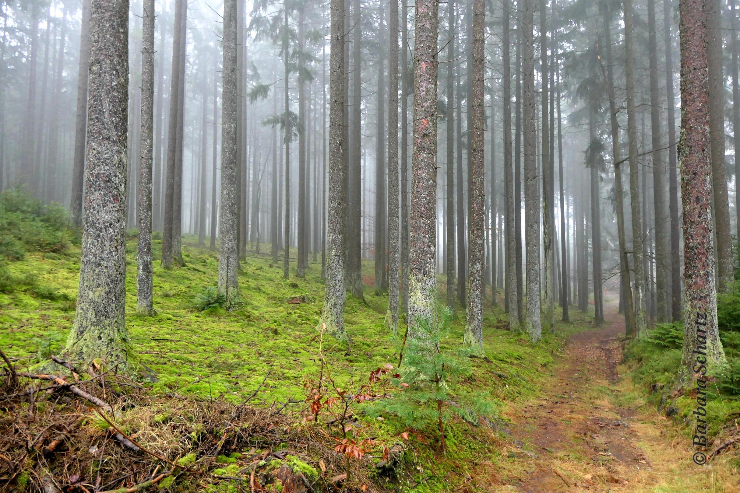 Nadelbäume im Nebel