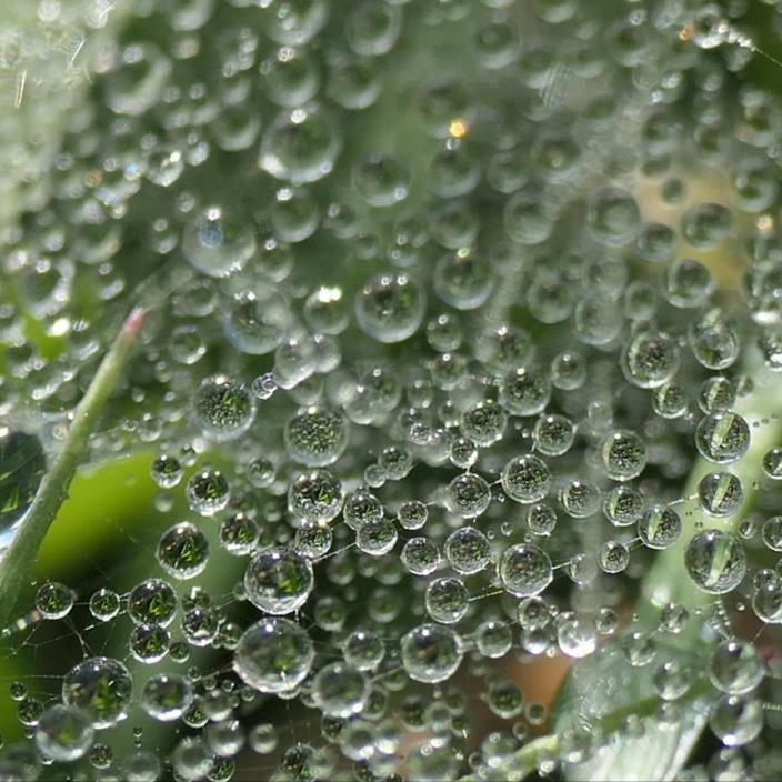 Wassertropfen im Spinnweb