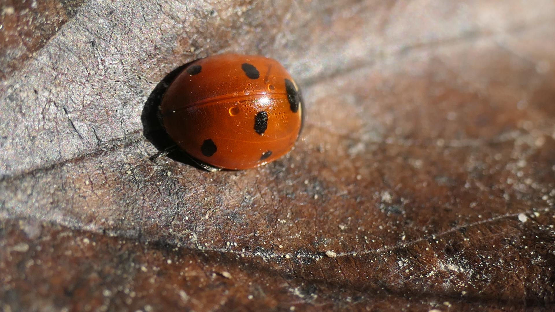 Marienkäfer