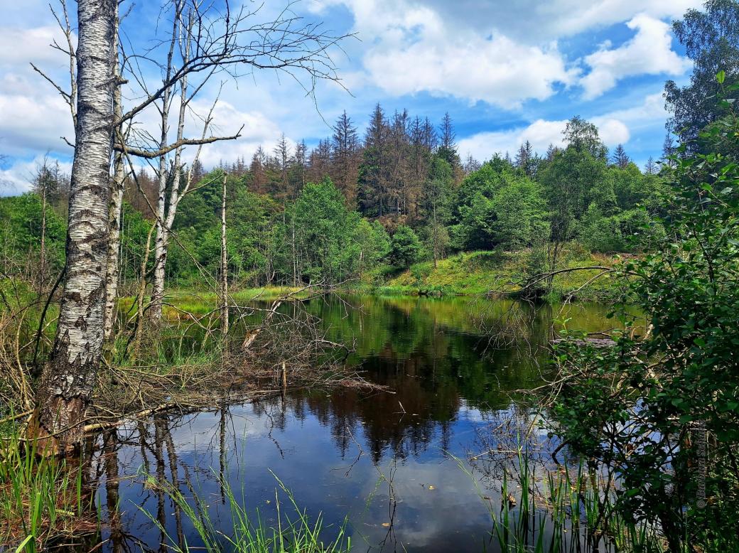 Waldsee im Königsbachtal