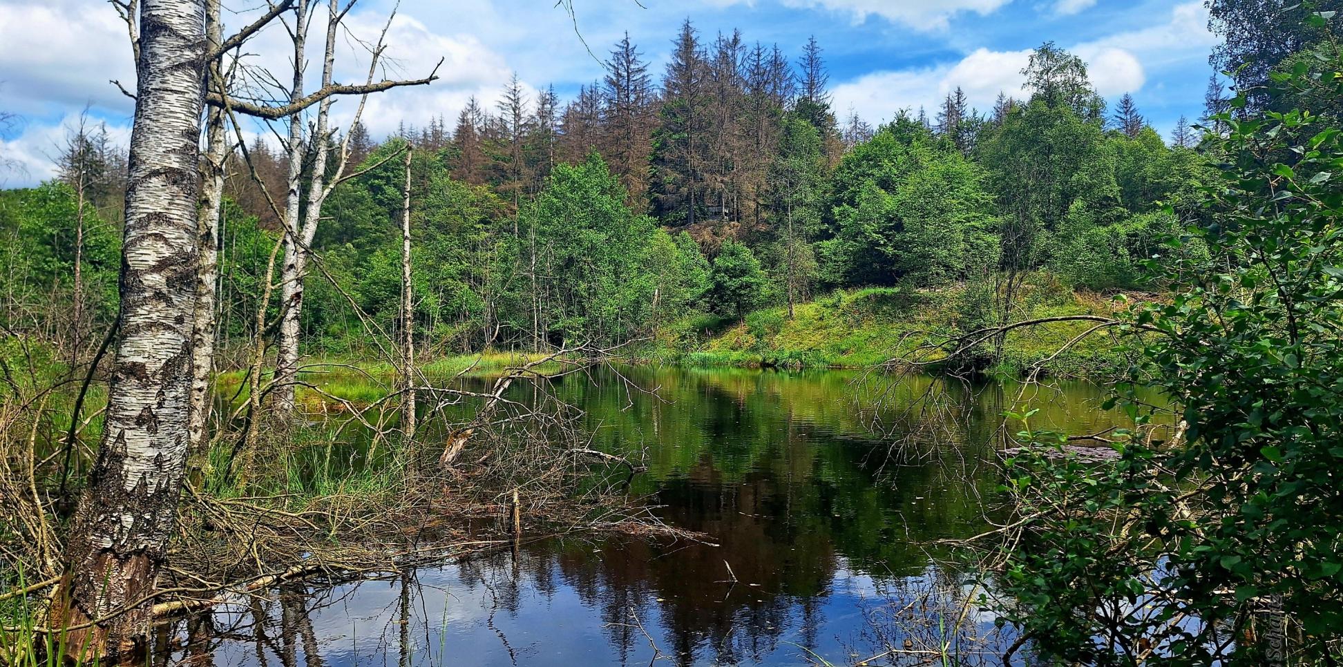 Waldsee im Königsbachtal