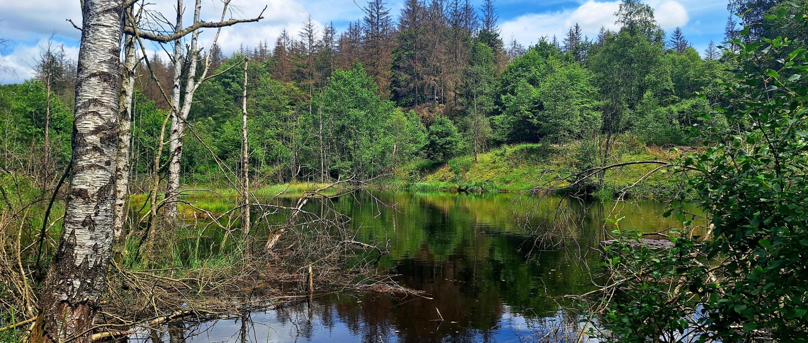 Waldsee im Königsbachtal