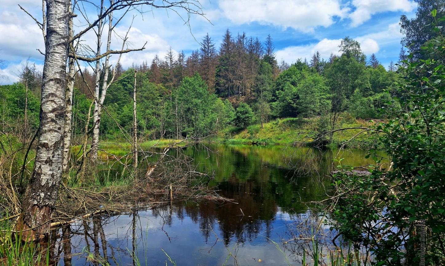 Waldsee im Königsbachtal