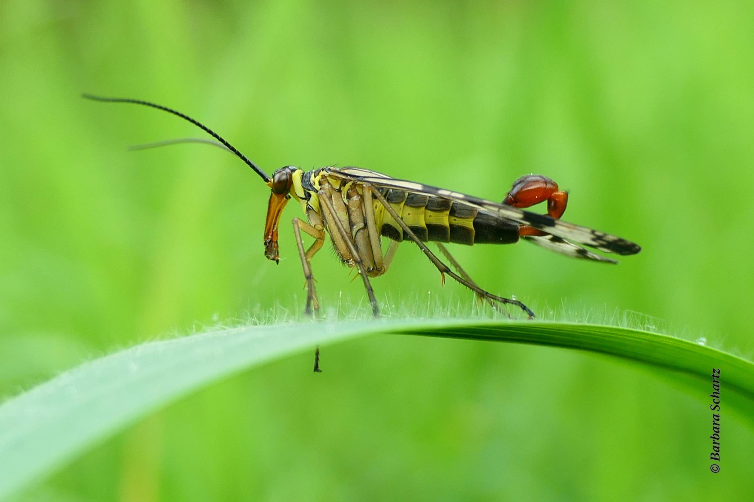 Männliche Skorpionsfliege auf einem Grashalm