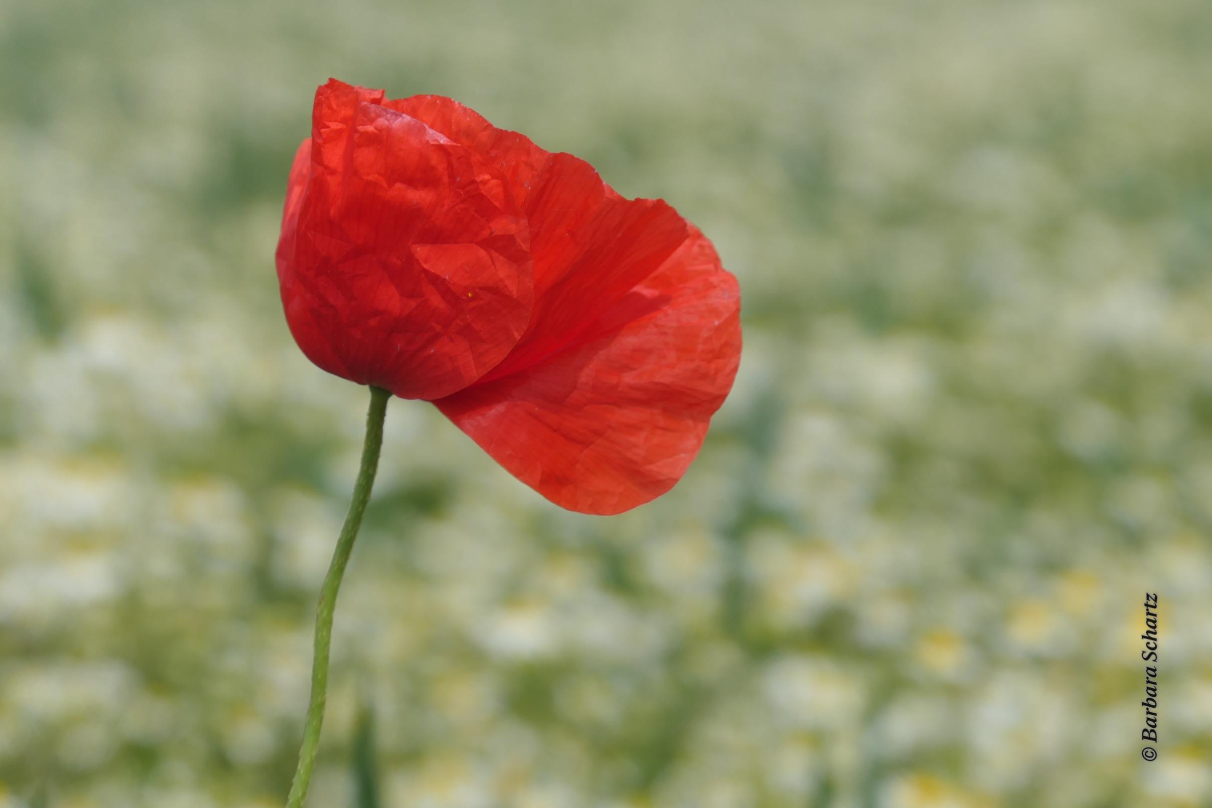 Mohnblüte vor einem unscharf zu sehenden Feld mit Kamille