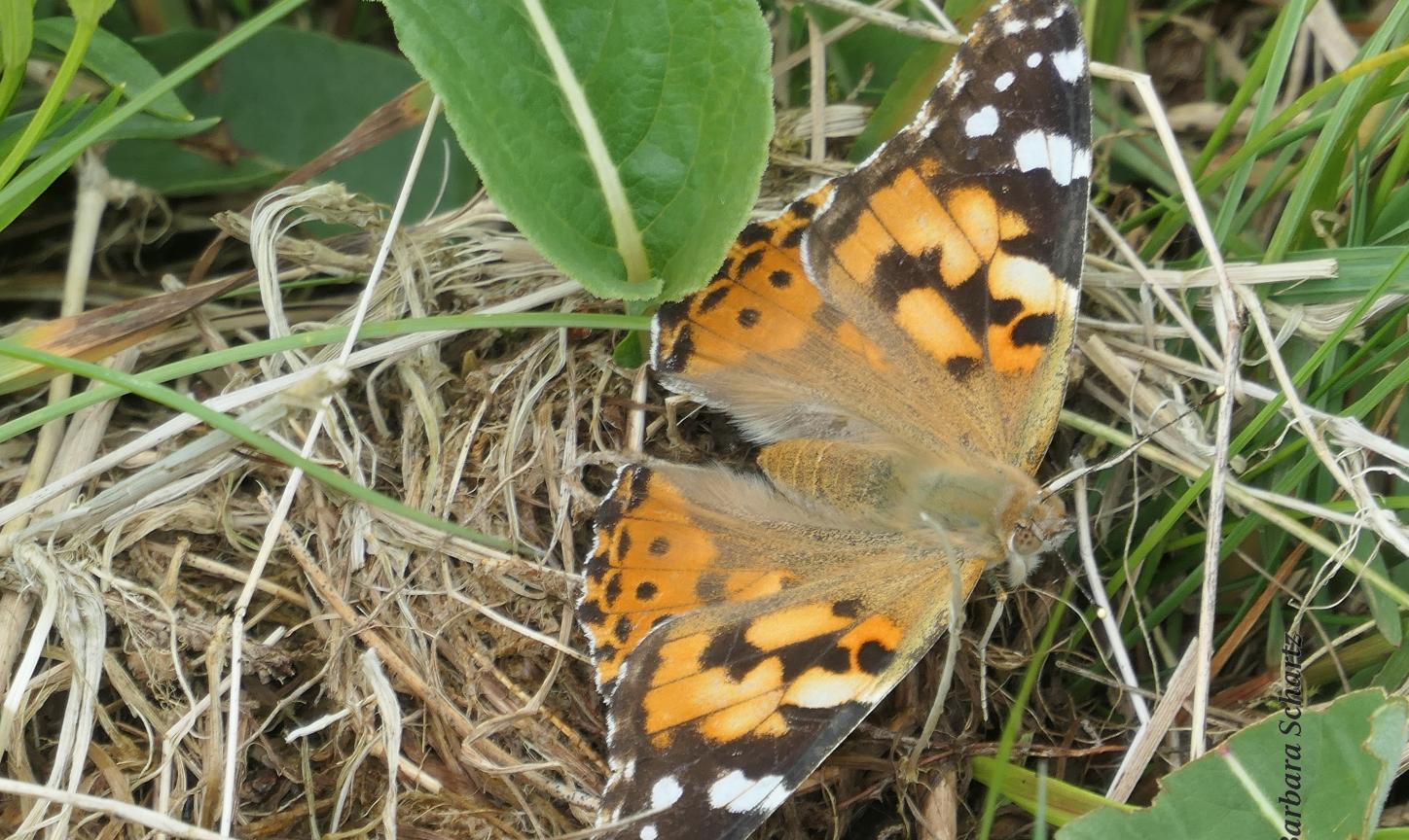 Ein Distelfalter mit geöffneten Flügeln sitze auf dem Boden einer Wiese